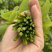 赤苍藤野菜姑娘菜新鲜特色山野菜基地直销大量批量