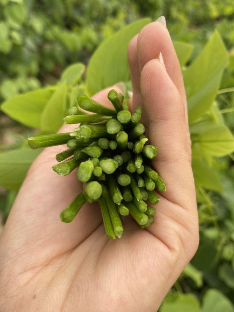 赤苍藤野菜姑娘菜新鲜特色山野菜基地直销大量批量