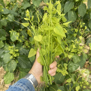 赤苍藤野菜姑娘菜新鲜特色山野菜基地直销大量批量