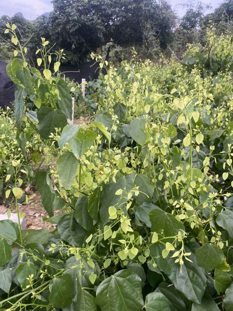 赤苍藤野菜姑娘菜新鲜特色山野菜基地直销大量批量