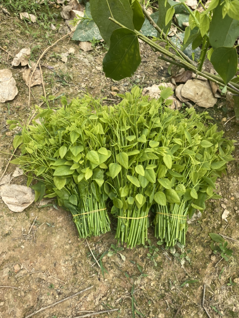 赤苍藤野菜姑娘菜新鲜特色山野菜基地直销大量批量