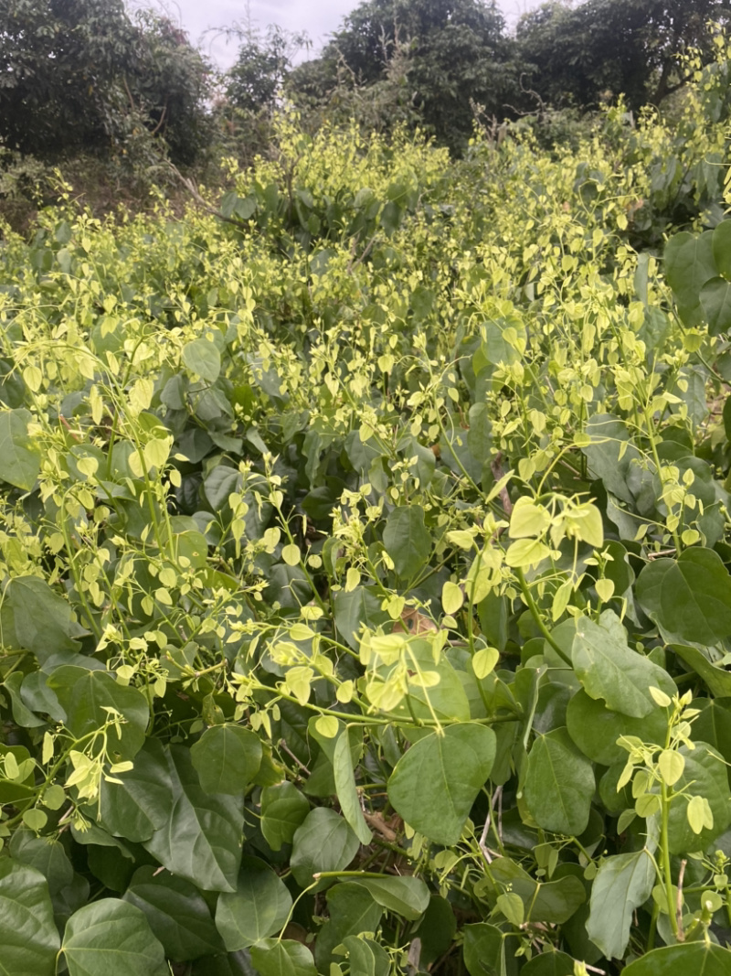 赤苍藤野菜姑娘菜新鲜特色山野菜基地直销大量批量