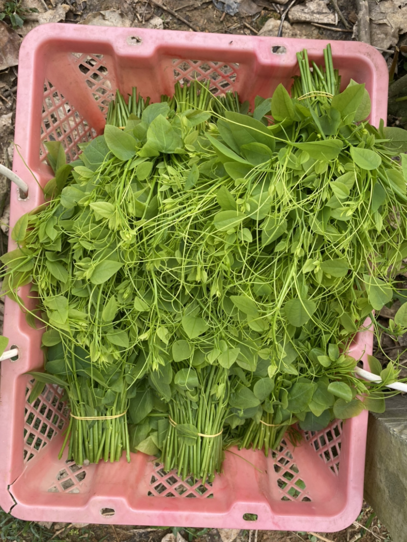 赤苍藤野菜姑娘菜新鲜特色山野菜基地直销大量批量