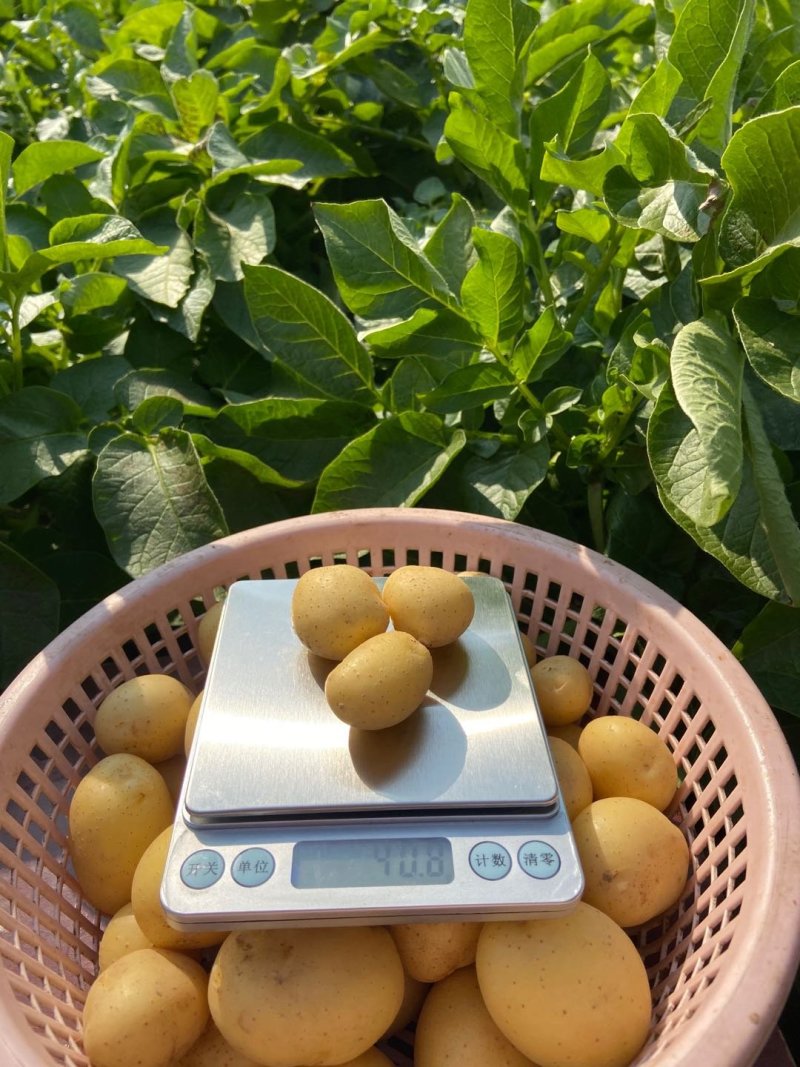 常年供应各种规格迷你小土豆，小洋芋