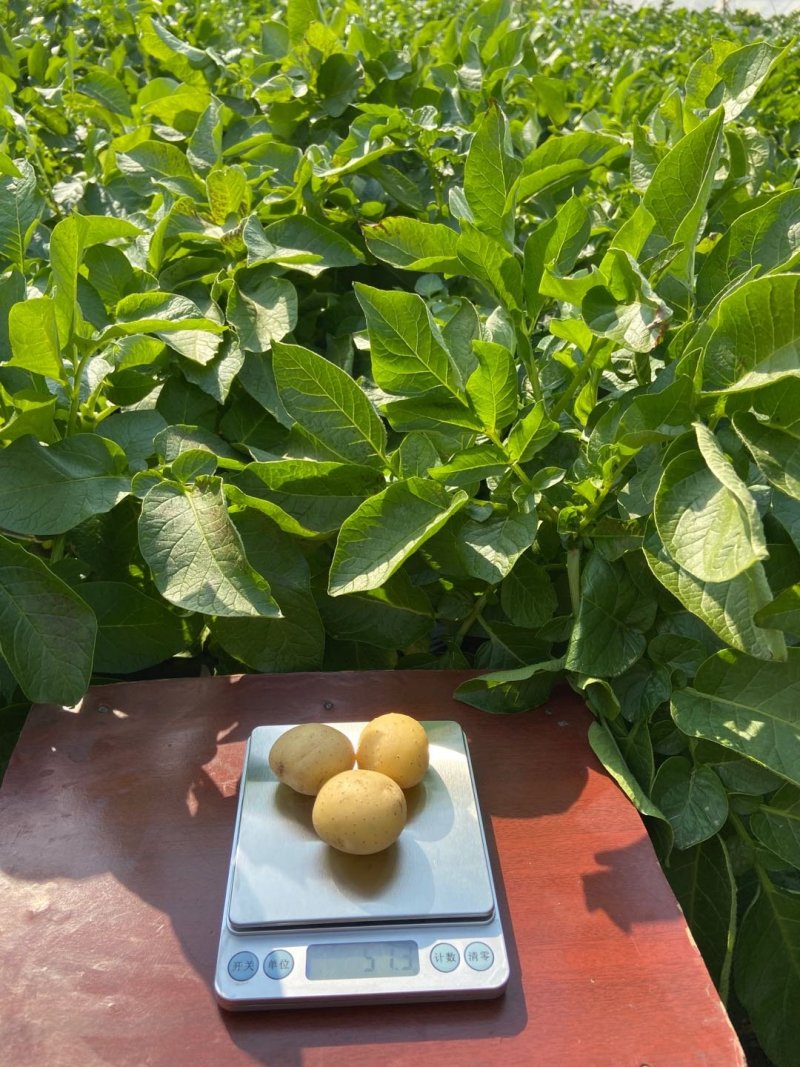 常年供应各种规格迷你小土豆，小洋芋
