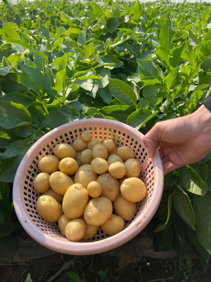 常年供应各种规格迷你小土豆，小洋芋