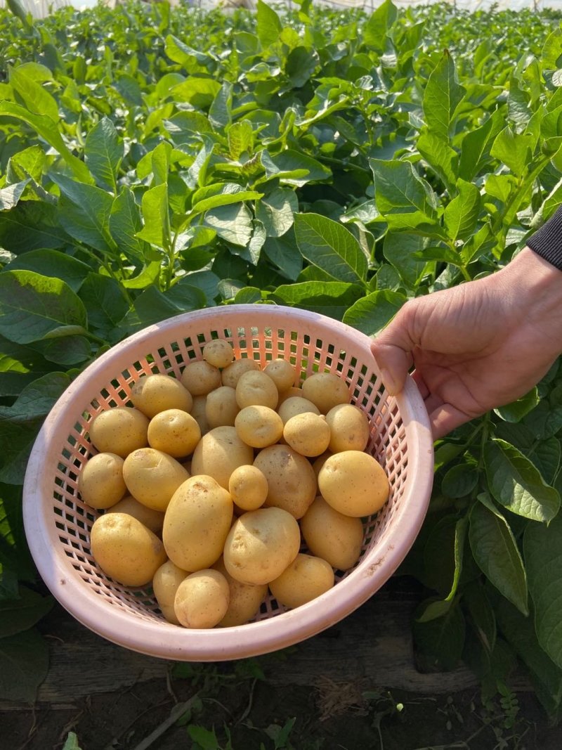 常年供应各种规格迷你小土豆，小洋芋