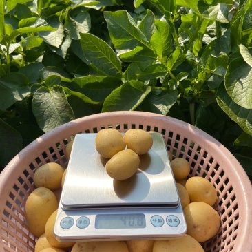 常年供应各种规格迷你小土豆，小洋芋