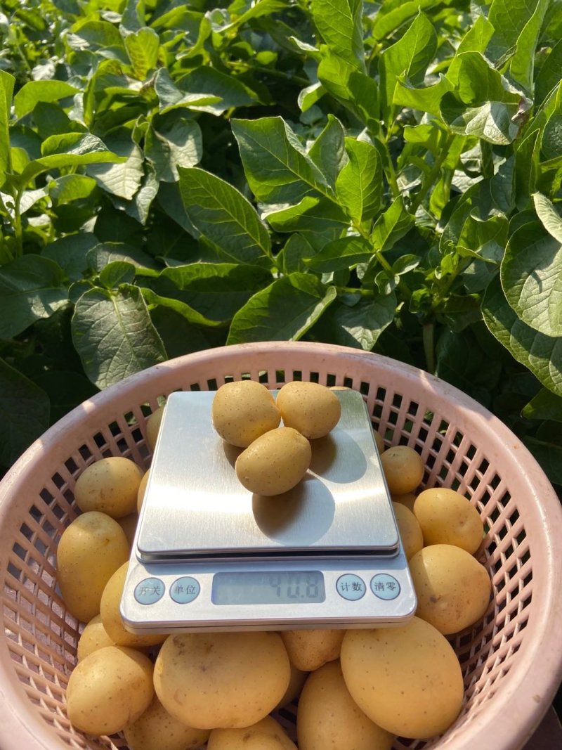 常年供应各种规格迷你小土豆，小洋芋