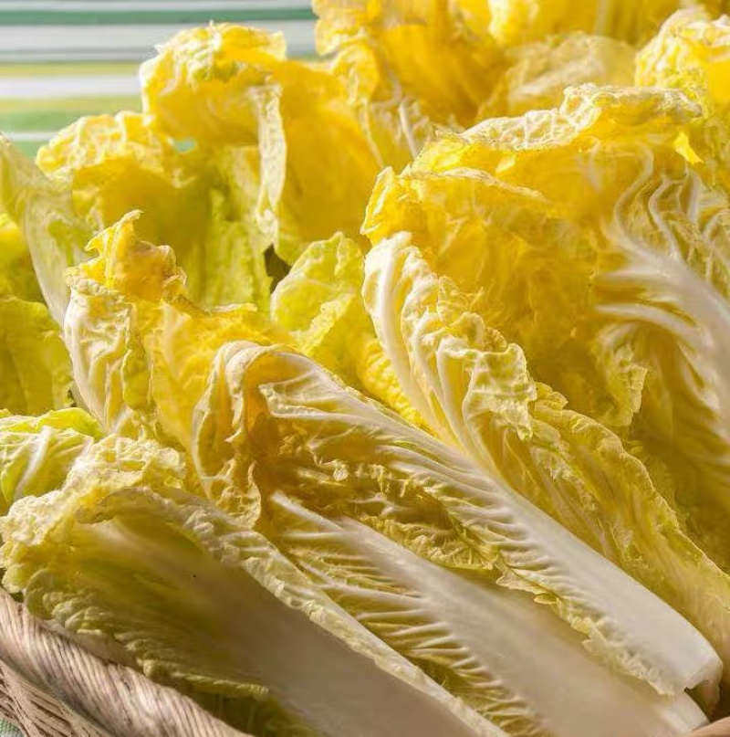 鸡蛋黄白菜种子黄心大白菜抗病高产蔬菜种子