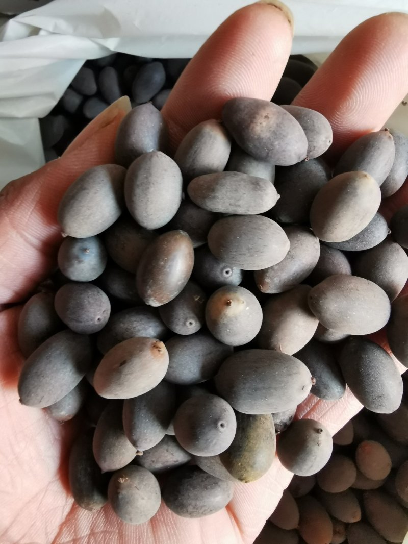 石莲子产地直销量大从优一手货源