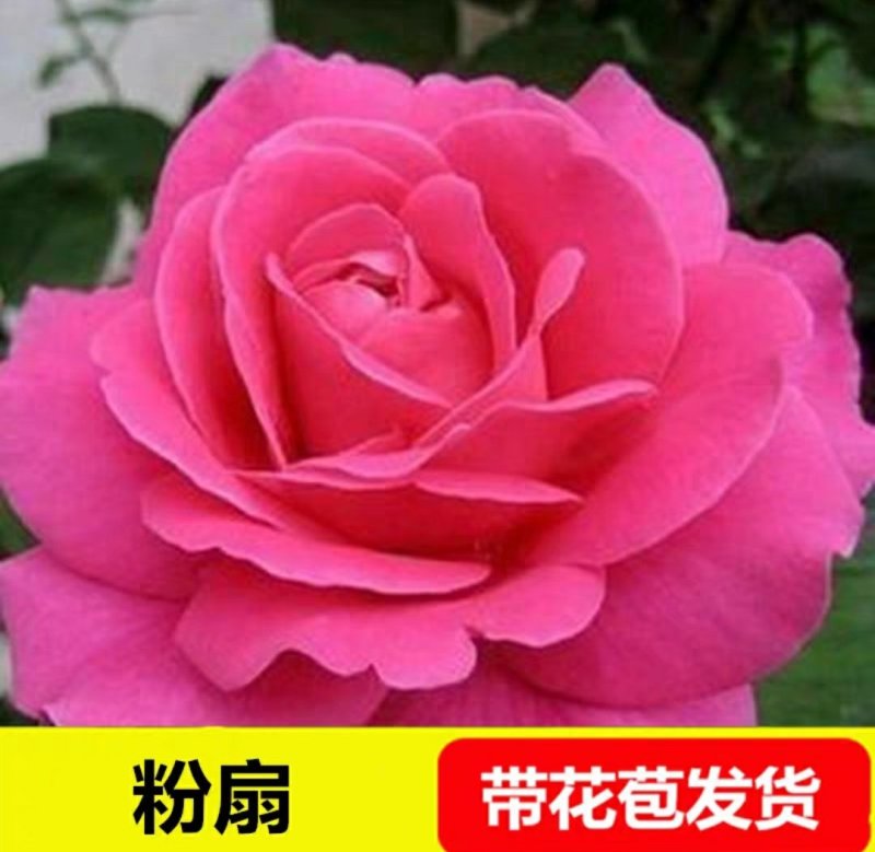 新品包邮带花苞大花月季苗玫瑰花苗浓香月季玫瑰微型月季四季