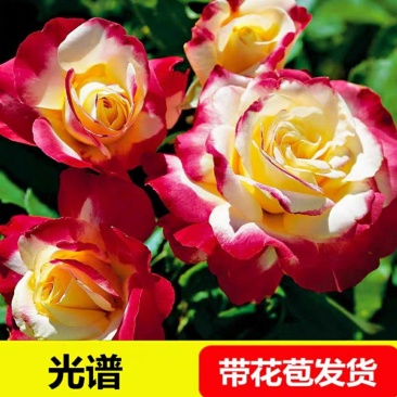 新品包邮带花苞大花月季苗玫瑰花苗浓香月季玫瑰微型月季四季