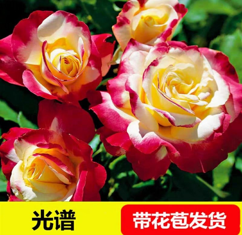 新品包邮带花苞大花月季苗玫瑰花苗浓香月季玫瑰微型月季四季