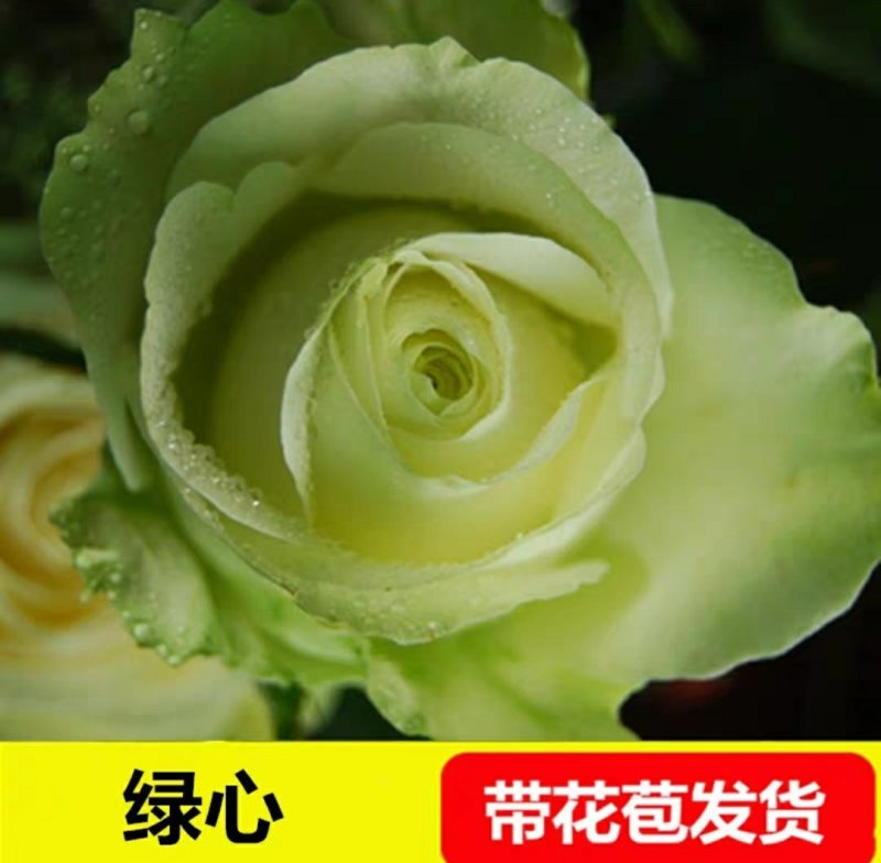 新品包邮带花苞大花月季苗玫瑰花苗浓香月季玫瑰微型月季四季