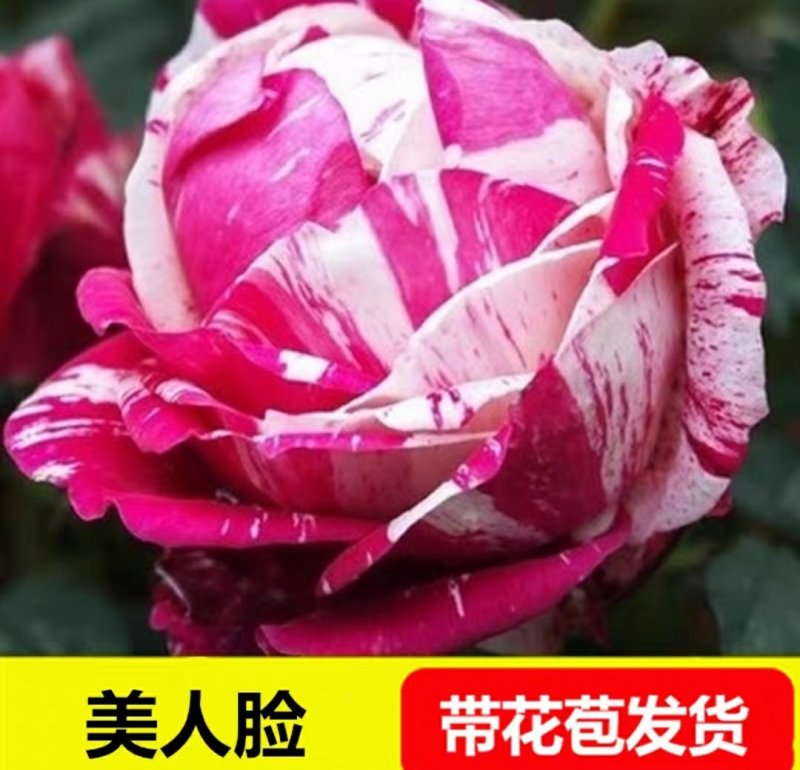 新品包邮带花苞大花月季苗玫瑰花苗浓香月季玫瑰微型月季四季