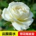 新品包邮带花苞大花月季苗玫瑰花苗浓香月季玫瑰微型月季四季