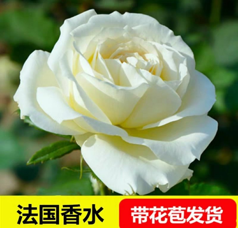 新品包邮带花苞大花月季苗玫瑰花苗浓香月季玫瑰微型月季四季