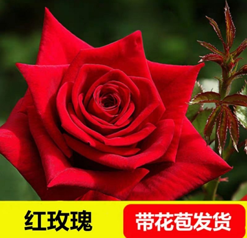 新品包邮带花苞大花月季苗玫瑰花苗浓香月季玫瑰微型月季四季