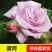 新品包邮带花苞大花月季苗玫瑰花苗浓香月季玫瑰微型月季四季