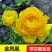 新品包邮带花苞大花月季苗玫瑰花苗浓香月季玫瑰微型月季四季