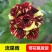 新品包邮带花苞大花月季苗玫瑰花苗浓香月季玫瑰微型月季四季