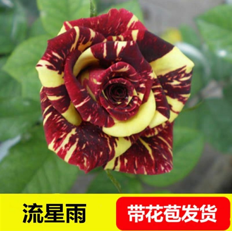 新品包邮带花苞大花月季苗玫瑰花苗浓香月季玫瑰微型月季四季