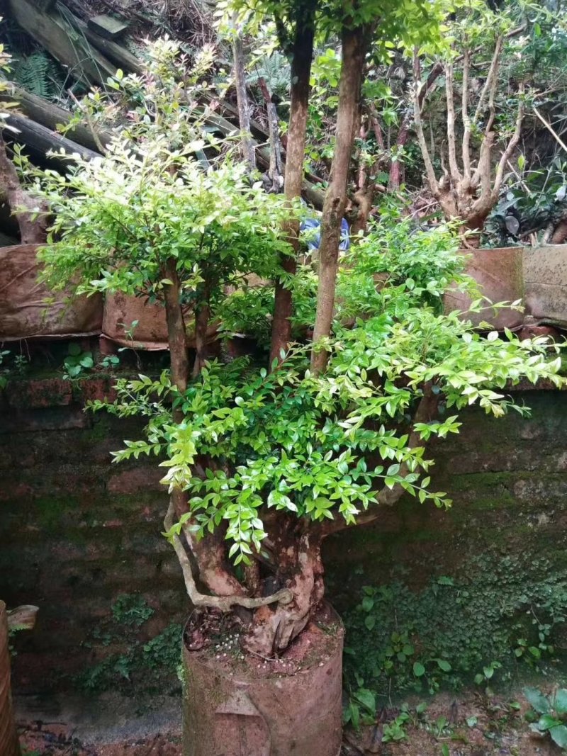 造型赤楠放在家中能装点家居，有一个好兆头。
