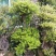 造型赤楠放在家中能装点家居，有一个好兆头。