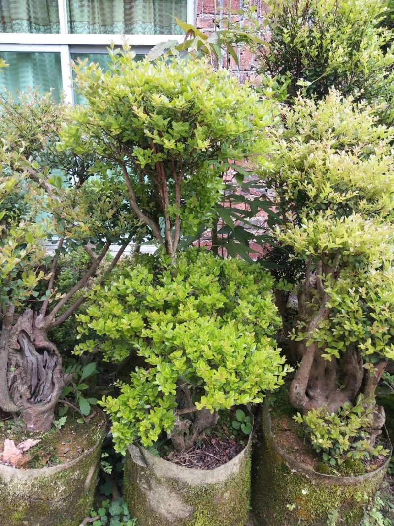 造型赤楠放在家中能装点家居，有一个好兆头。