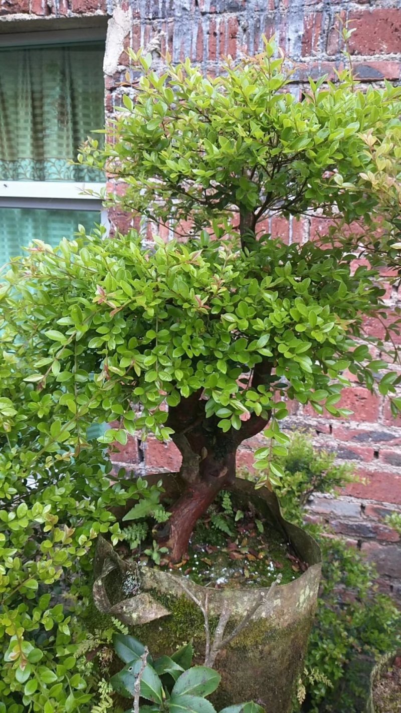 造型赤楠放在家中能装点家居，有一个好兆头。