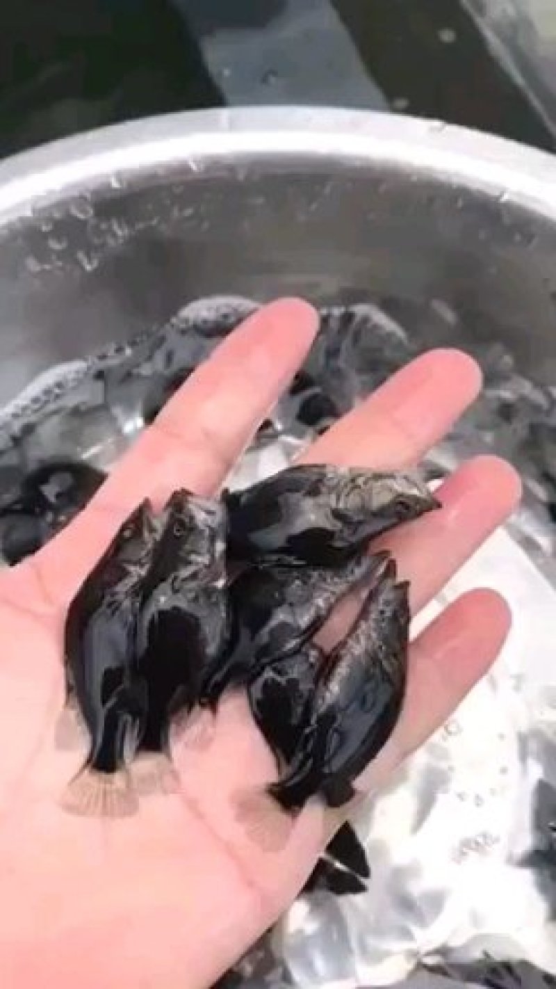 《鱼苗直销》桂花鱼苗鳜鱼苗贵鱼苗活体运输