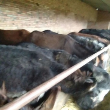驴苗、肉驴、骡子放养好养肉质鲜美有需要的联系