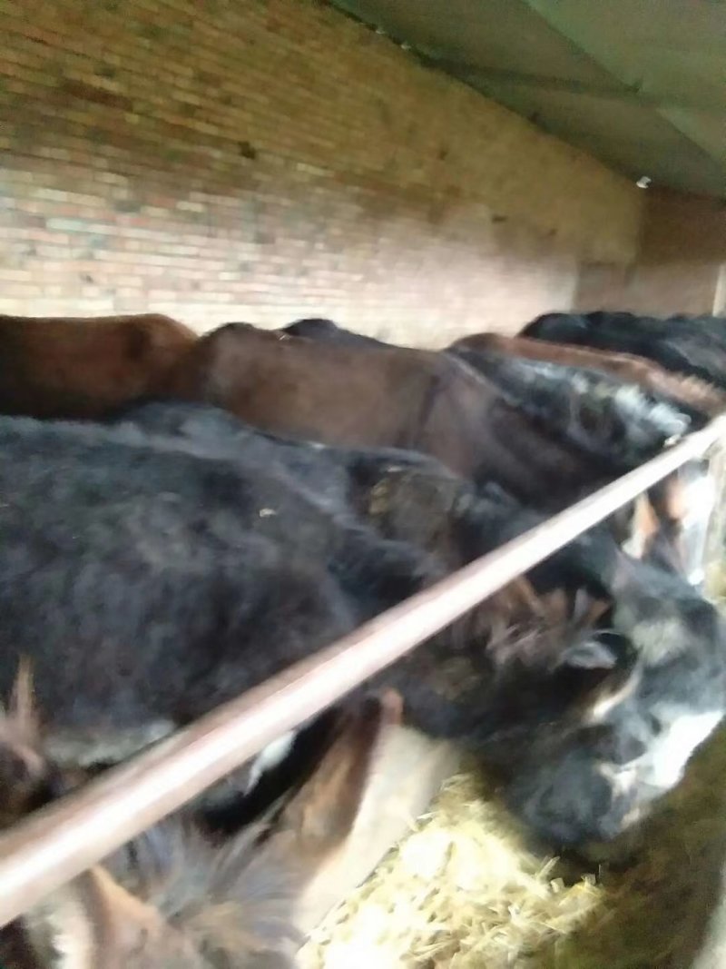 驴苗、肉驴、骡子放养好养肉质鲜美有需要的联系