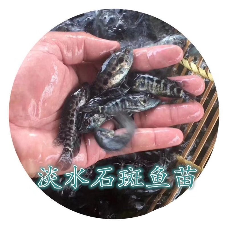 《鱼苗直销》淡水石斑鱼苗活体小杂鱼克星