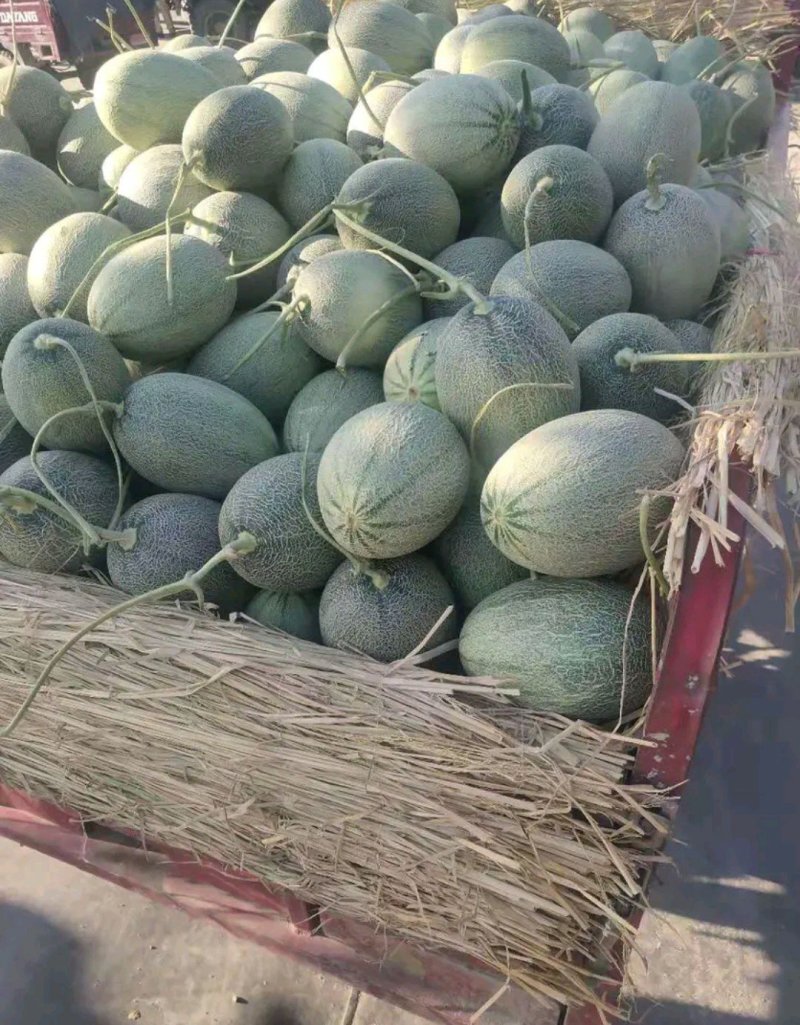哈密瓜