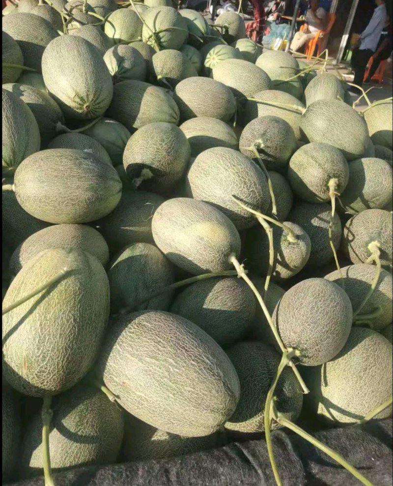 哈密瓜