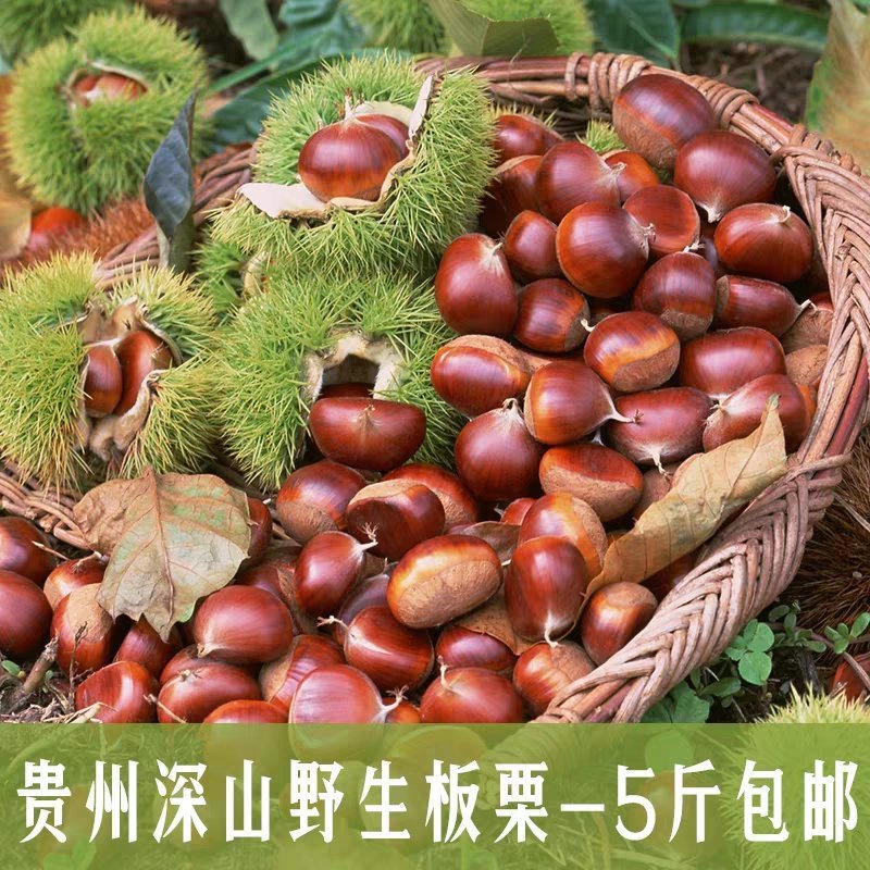 贵州新鲜板栗有干板栗新鲜板栗，现采现摘新鲜板栗