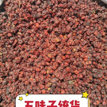 五味子北五味辽五味散装批发产地直销