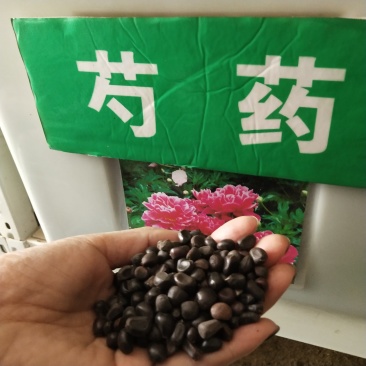 芍药种子，芍药种子林下种植易种花卉种子重瓣大