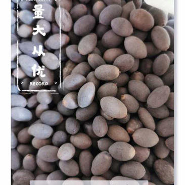 中药材石莲子产地直销一手货源