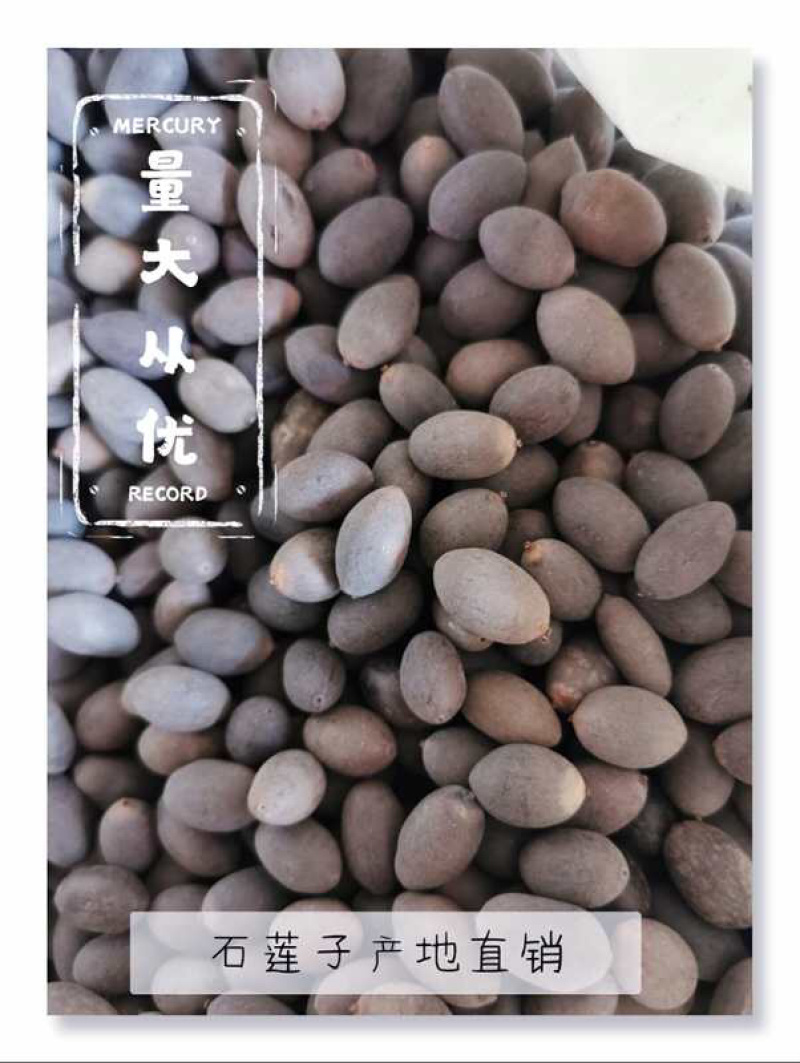 中药材石莲子产地直销一手货源