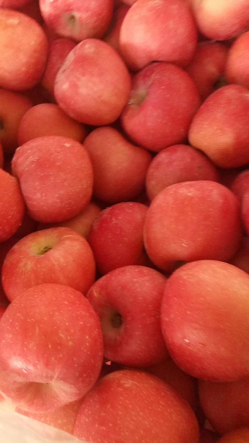 烟台苹果龙口库存红富士纸袋苹果，高、中、低端任你选择