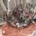 国旗红映山红，鸡血红下山桩