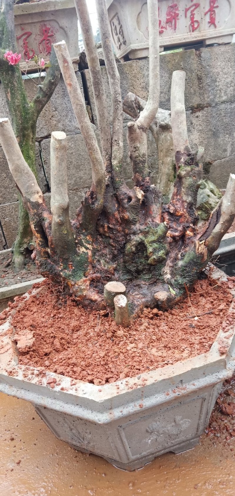 国旗红映山红，鸡血红下山桩