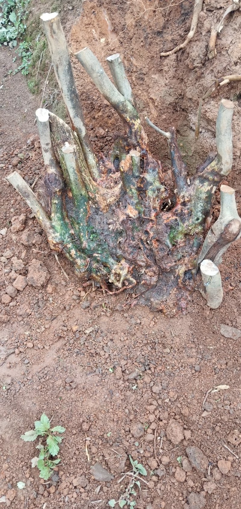 国旗红映山红，鸡血红下山桩
