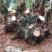 国旗红映山红，鸡血红下山桩