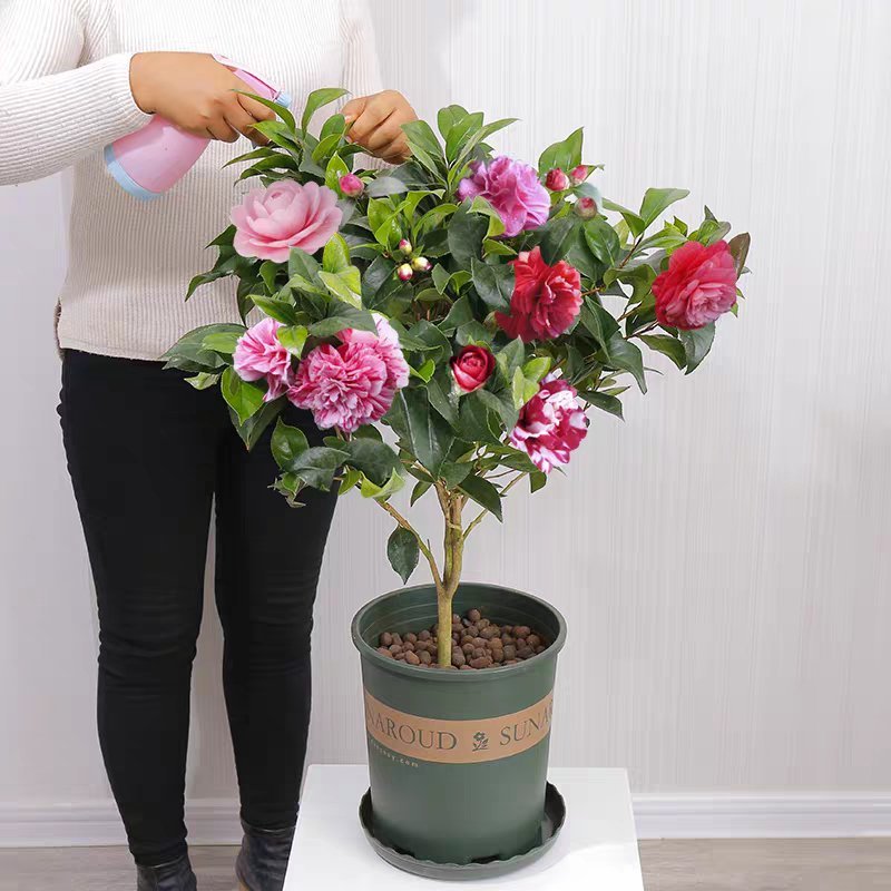 茶花盆栽带花苞发货浓香型五色茶花带土球保湿