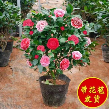 茶花盆栽带花苞发货浓香型五色茶花带土球保湿