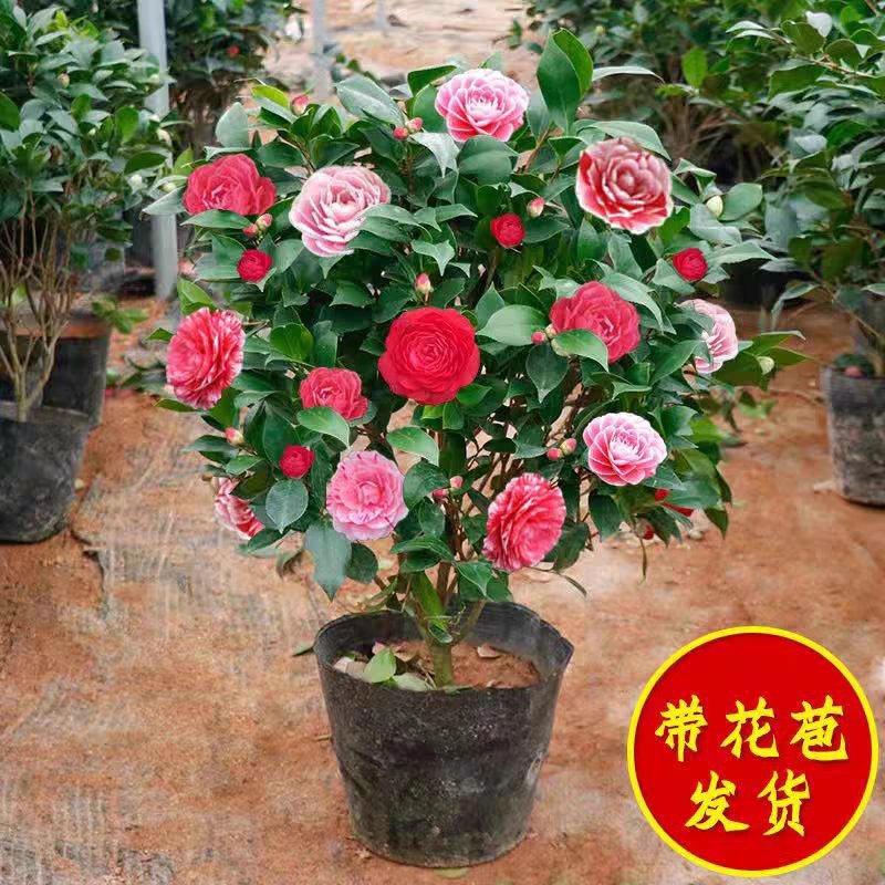 茶花盆栽带花苞发货浓香型五色茶花带土球保湿